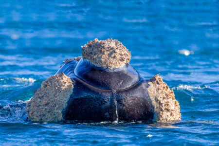 Fine art photographic print of a Southern Right Whale in Elsehul Bay lifting its head above the water in a behavior called "peeking".