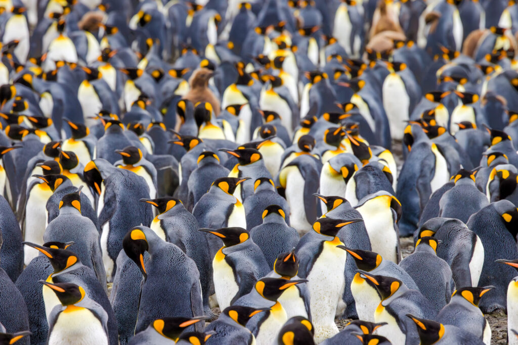 Where's Junior? - Fine Art Photographic Print
