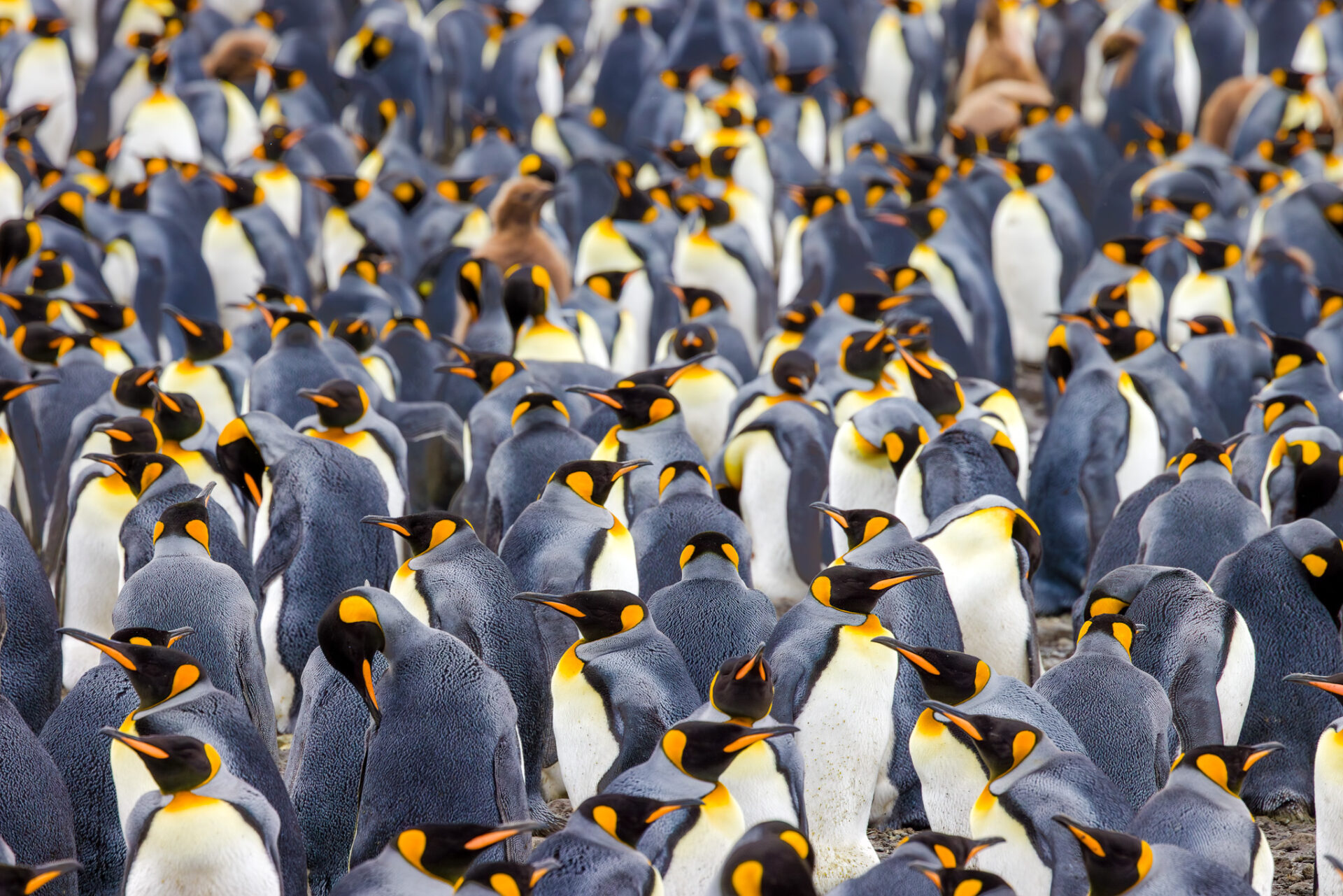 Where's Junior? - Fine Art Photographic Print