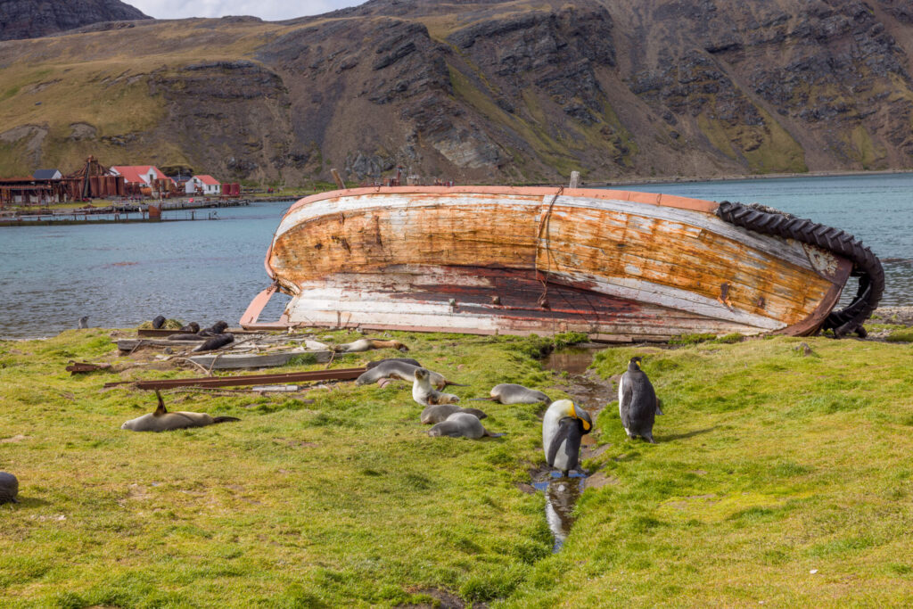 Wooden Wreck at Grytviken