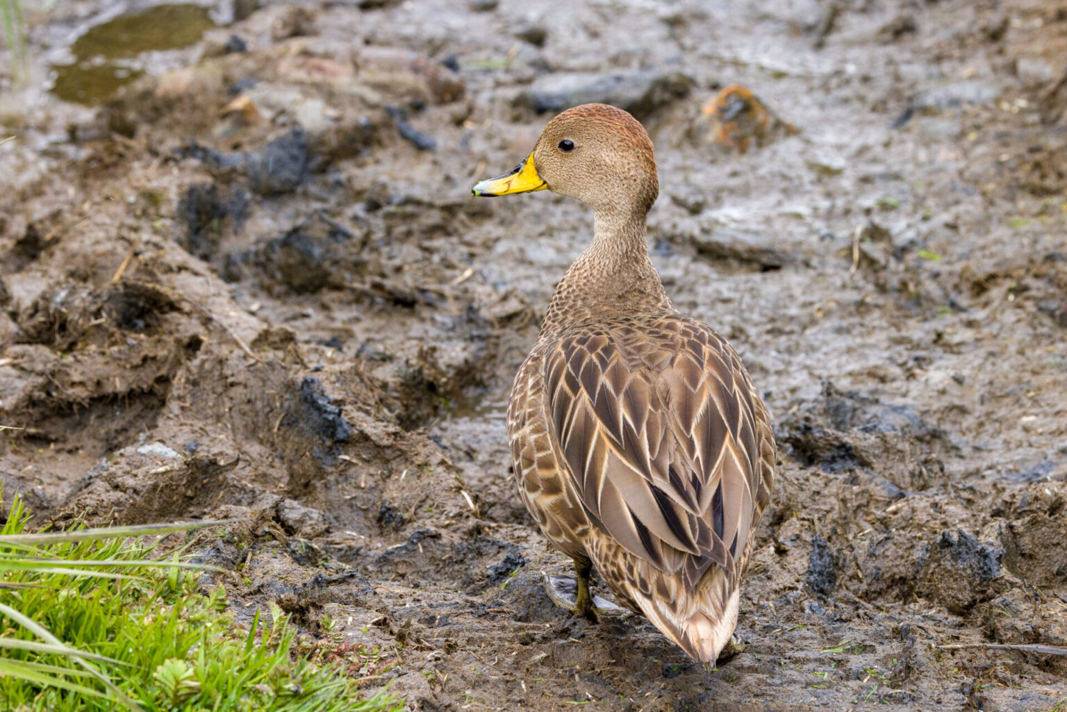 Yellow-billed Pintail