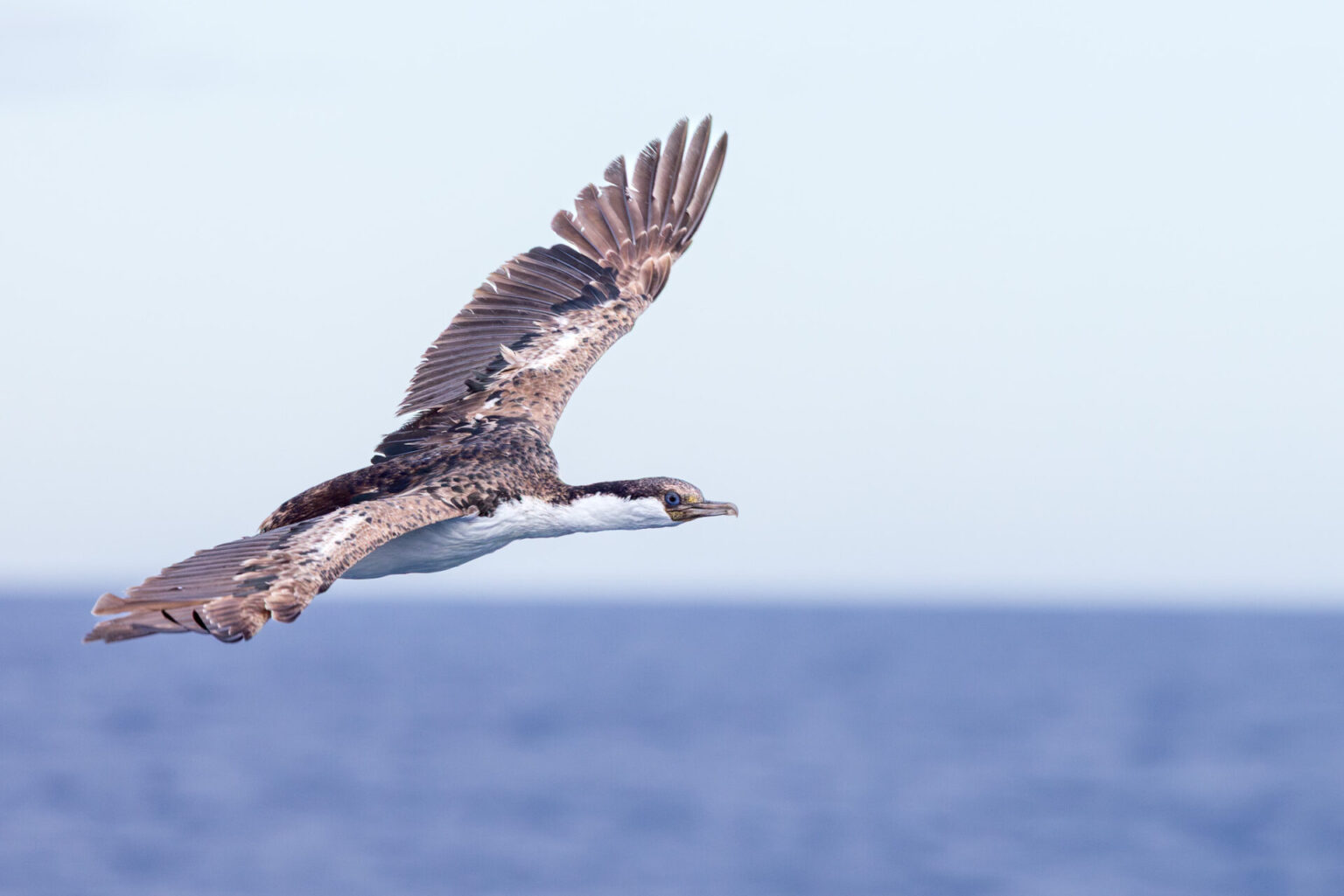 Antarctic Shag Flying Over Ship