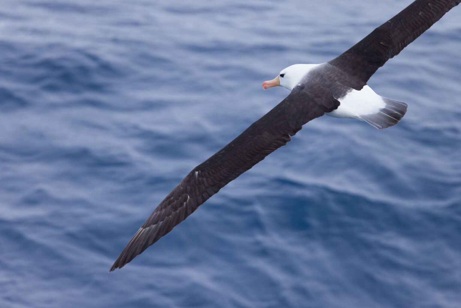 Black-browed Albatross Near Shag Rocks