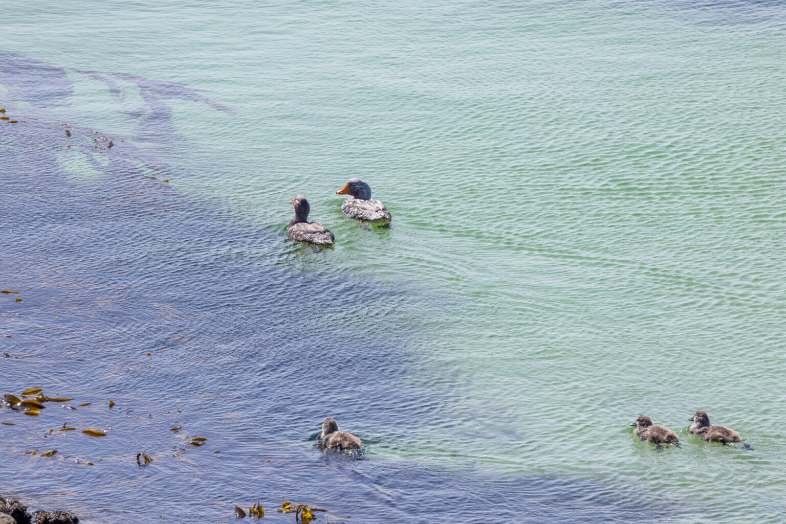 Falkland Steamer- Duck Family
