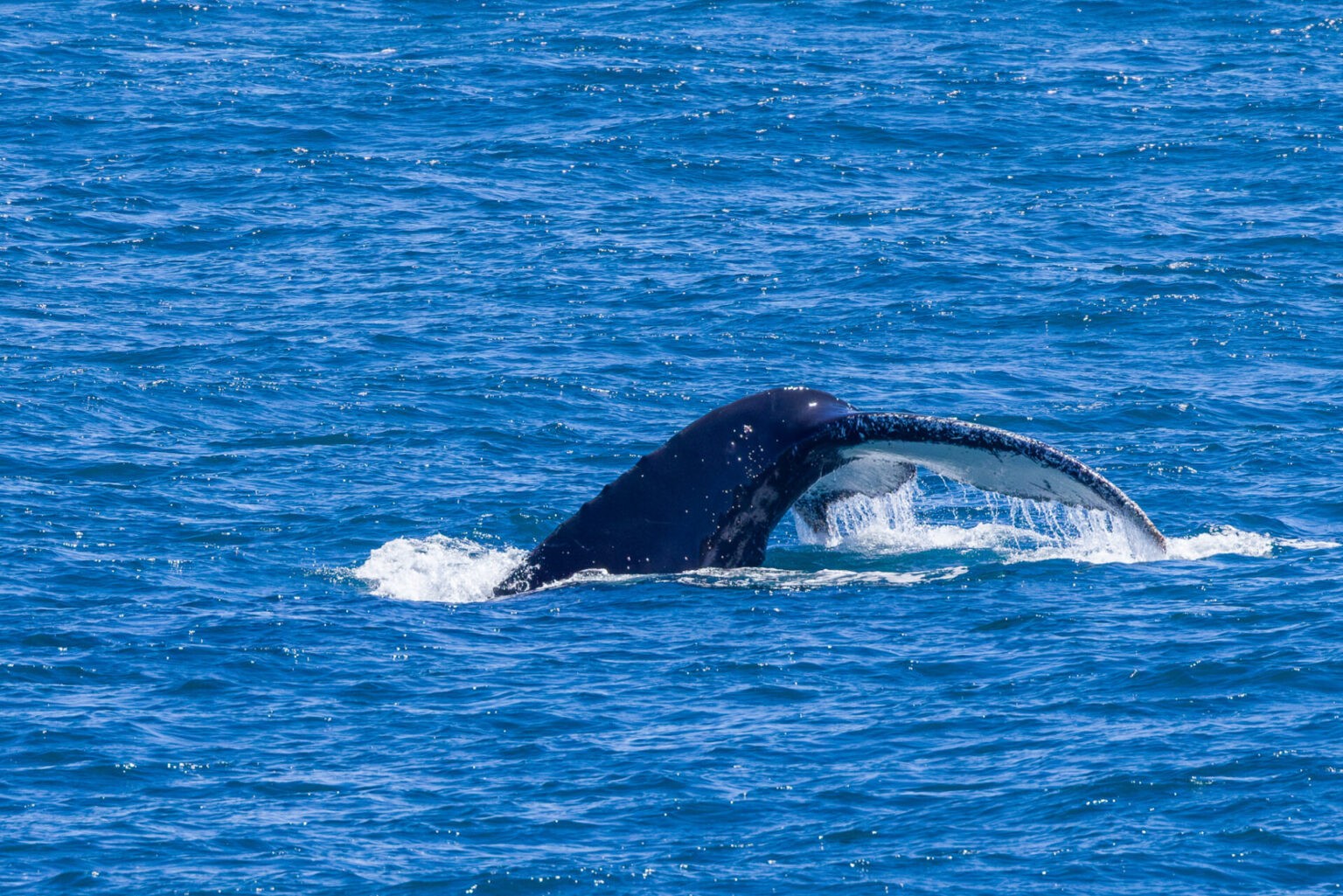 Fin Whale Diving