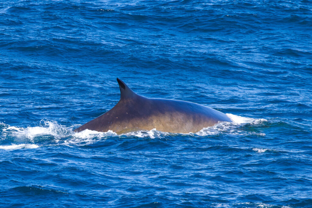 Fin Whale Surfaces