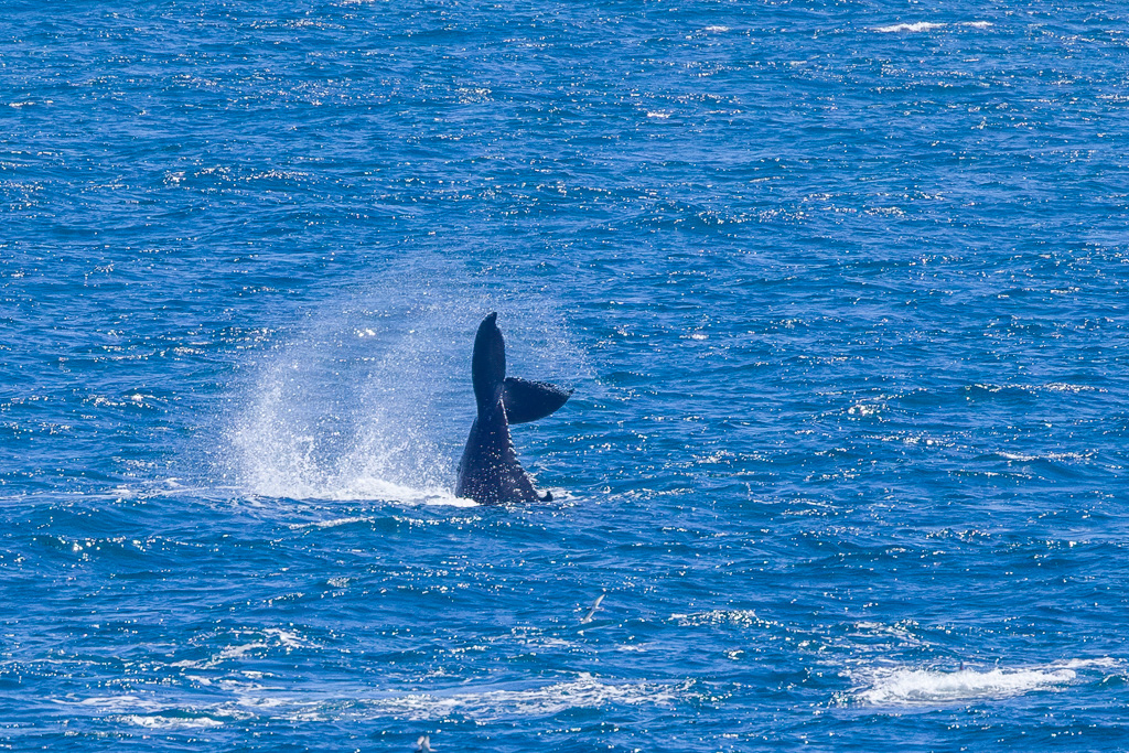 Fin Whale Tail Slapping 1