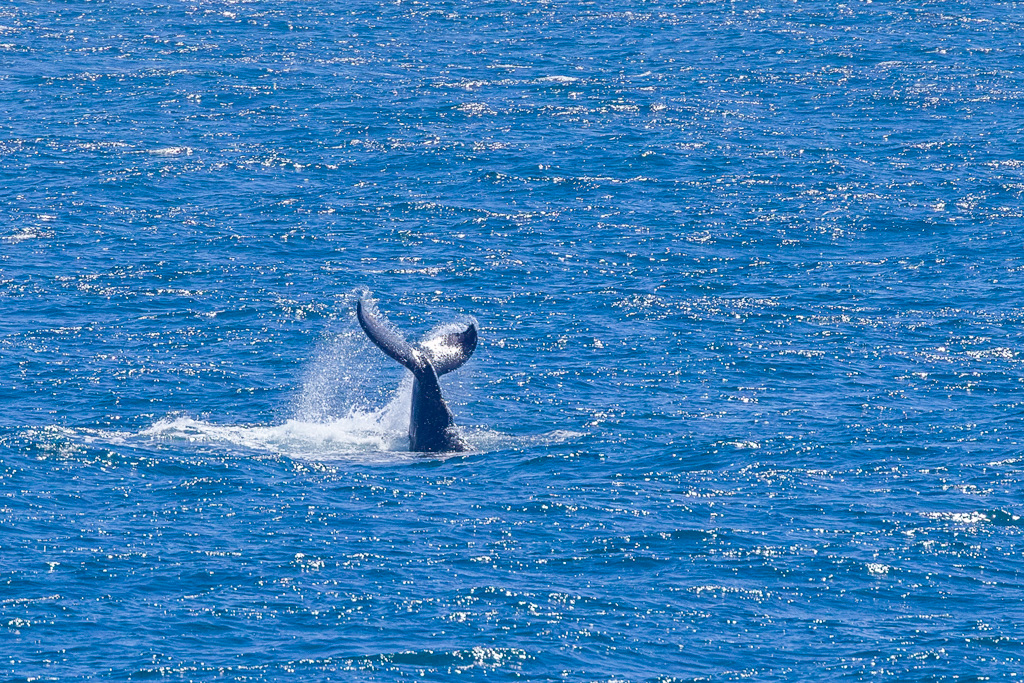 Fin Whale Tail Slapping 2