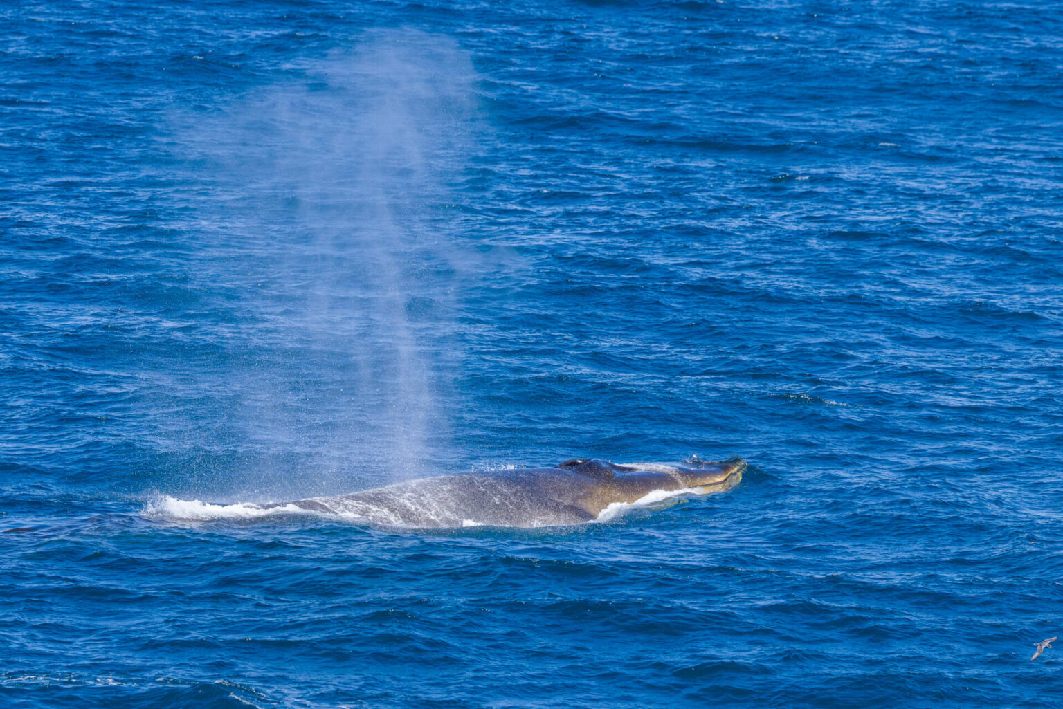 Fin Whale With Mouth Visible