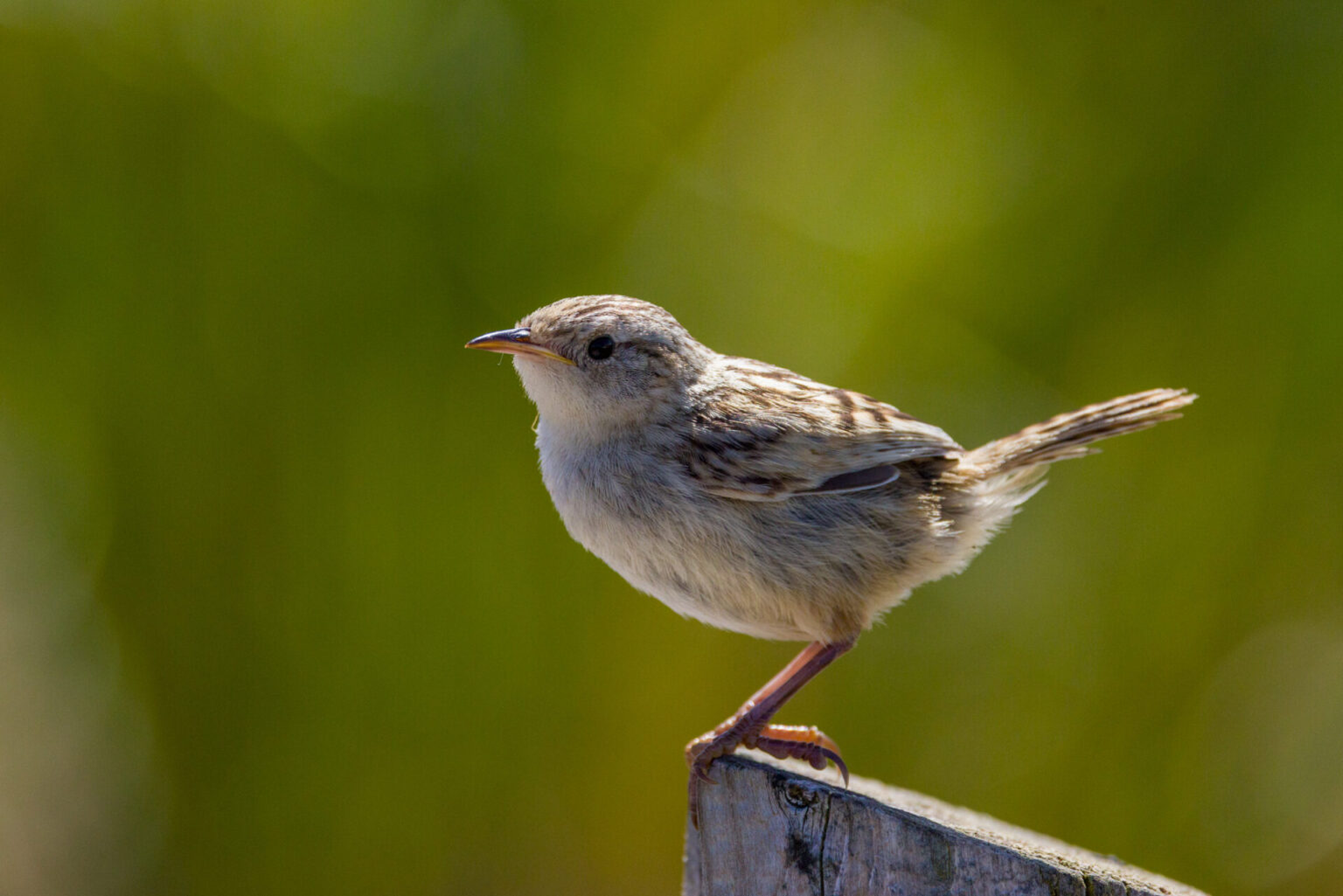 Grass Wren