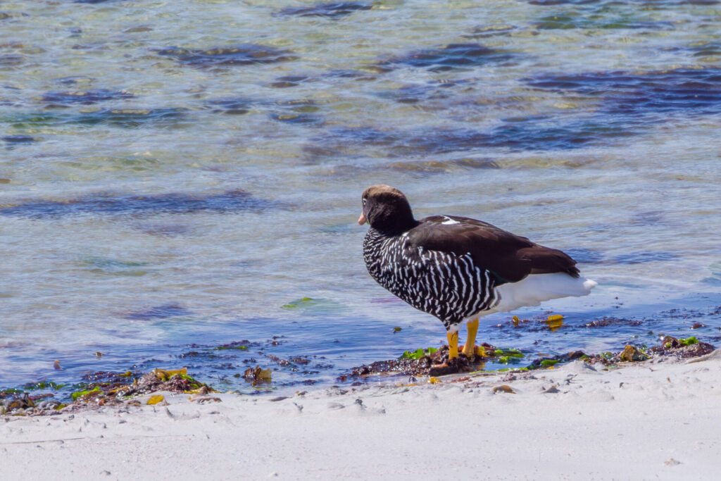 Kelp Goose Female
