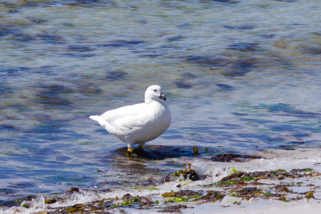 Kelp Goose Male