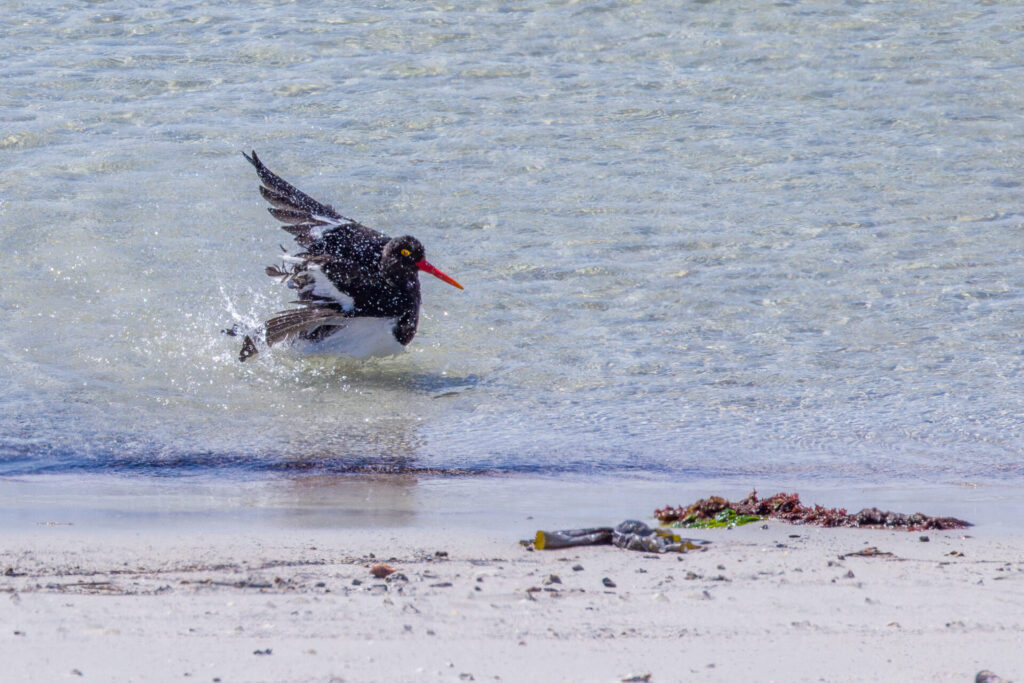 Magellanic Oystercatcher Bathing