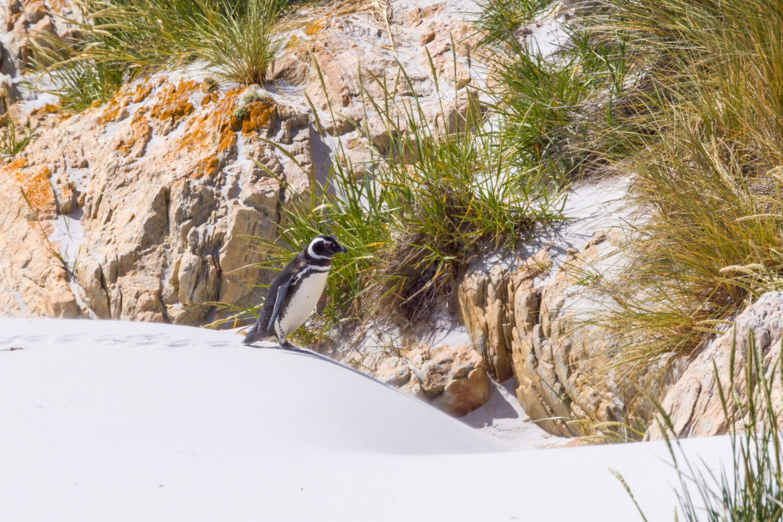 Magellanic Penguin First View