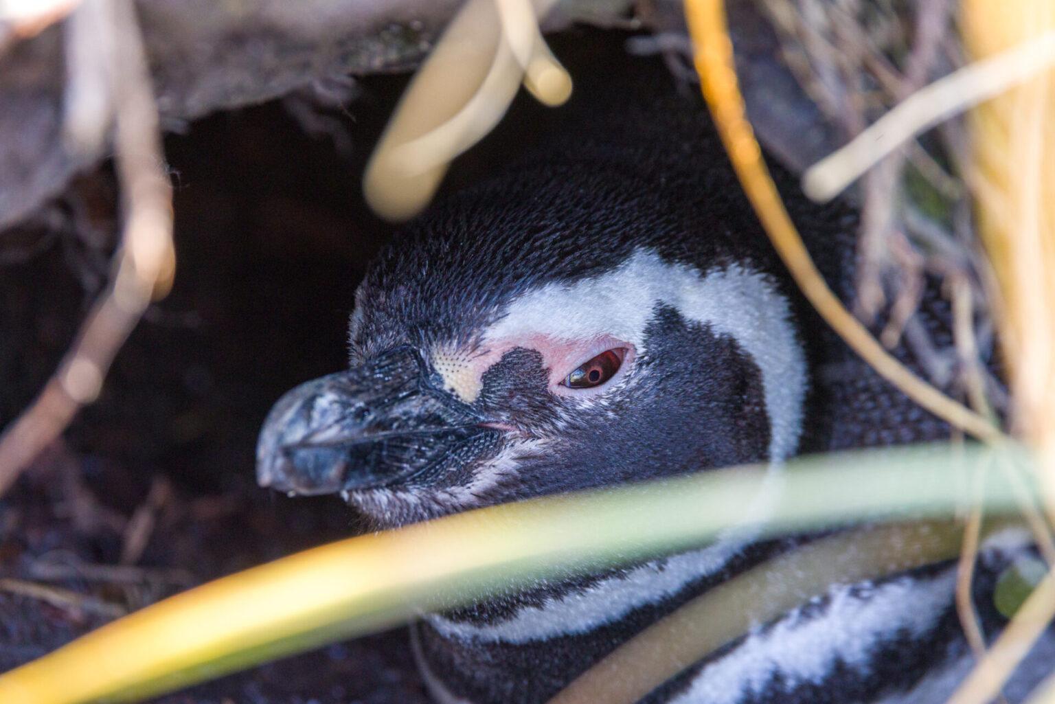 Magellanic Penguin in Burrow