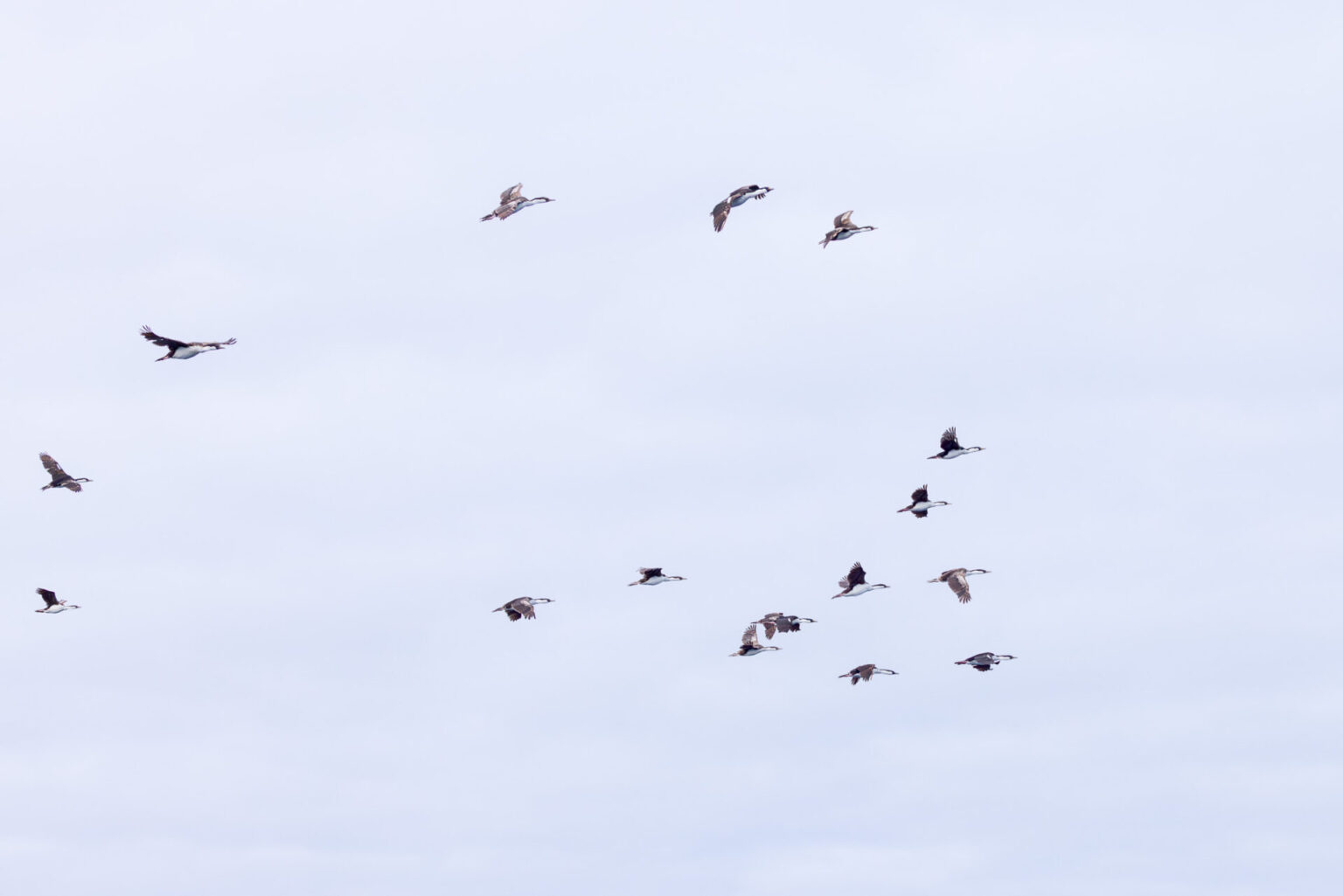Many Antarctic Shags Flying