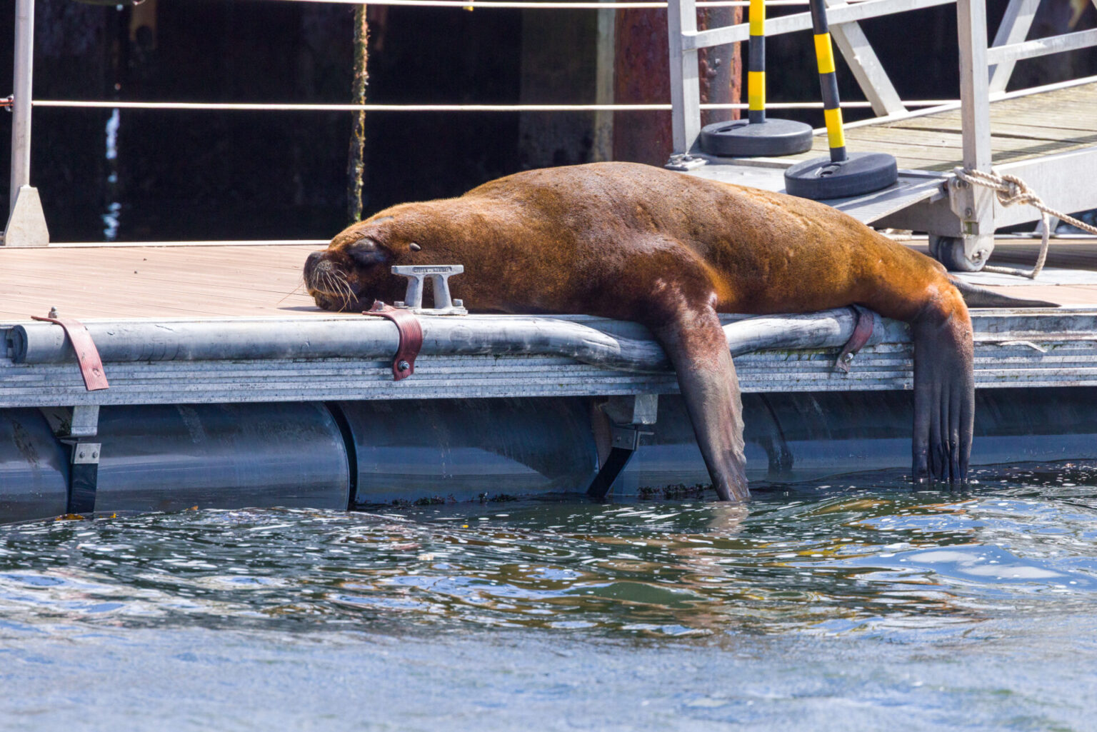 Antarctica Sea Lion