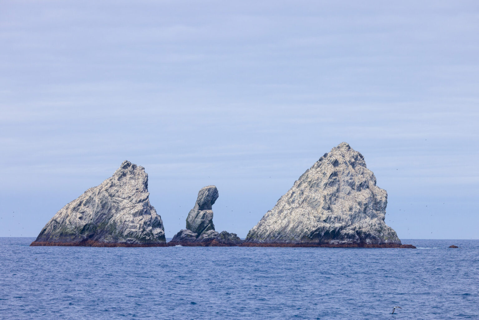 Shag Rock Up Close