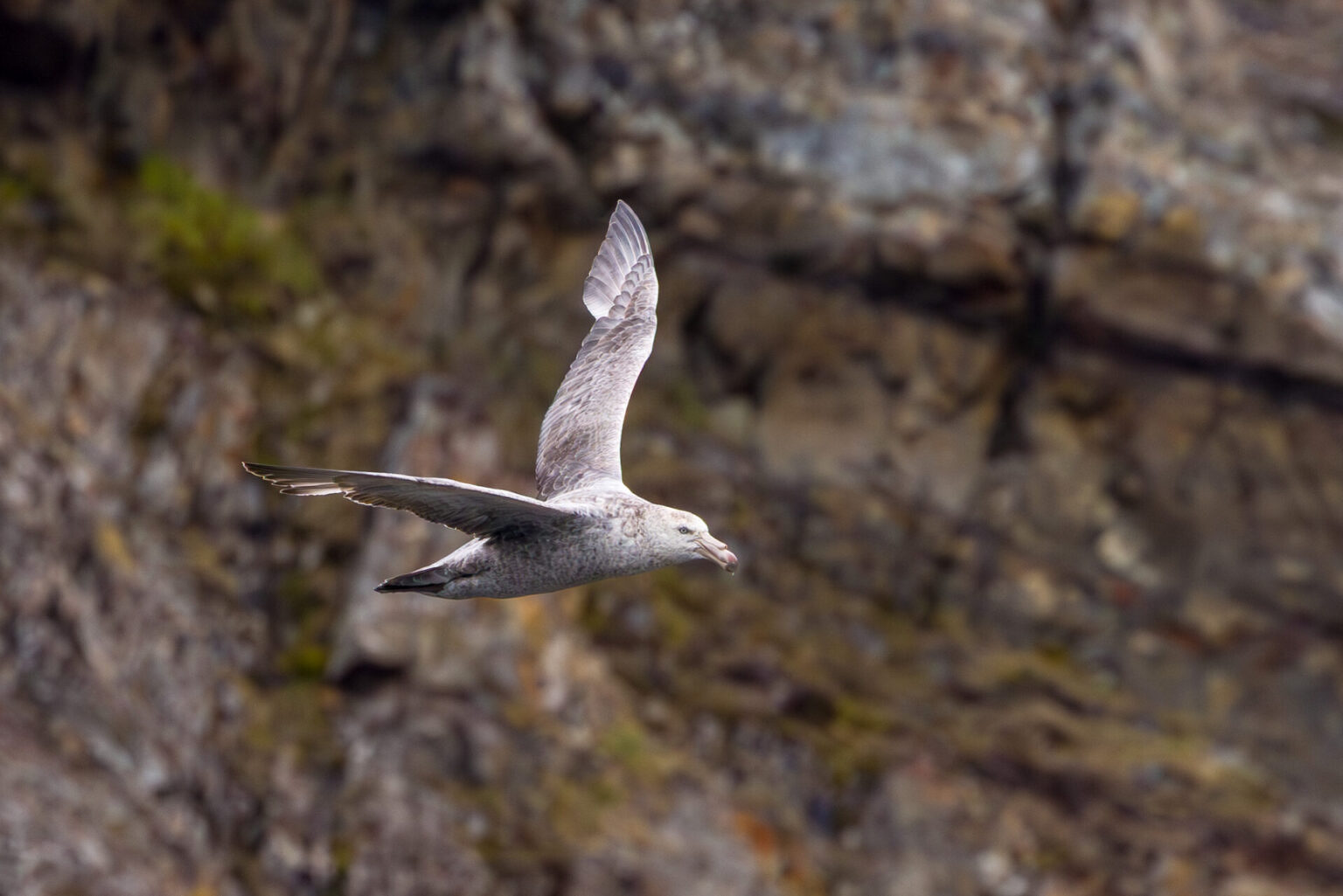 Southern Giant Petrel Flying