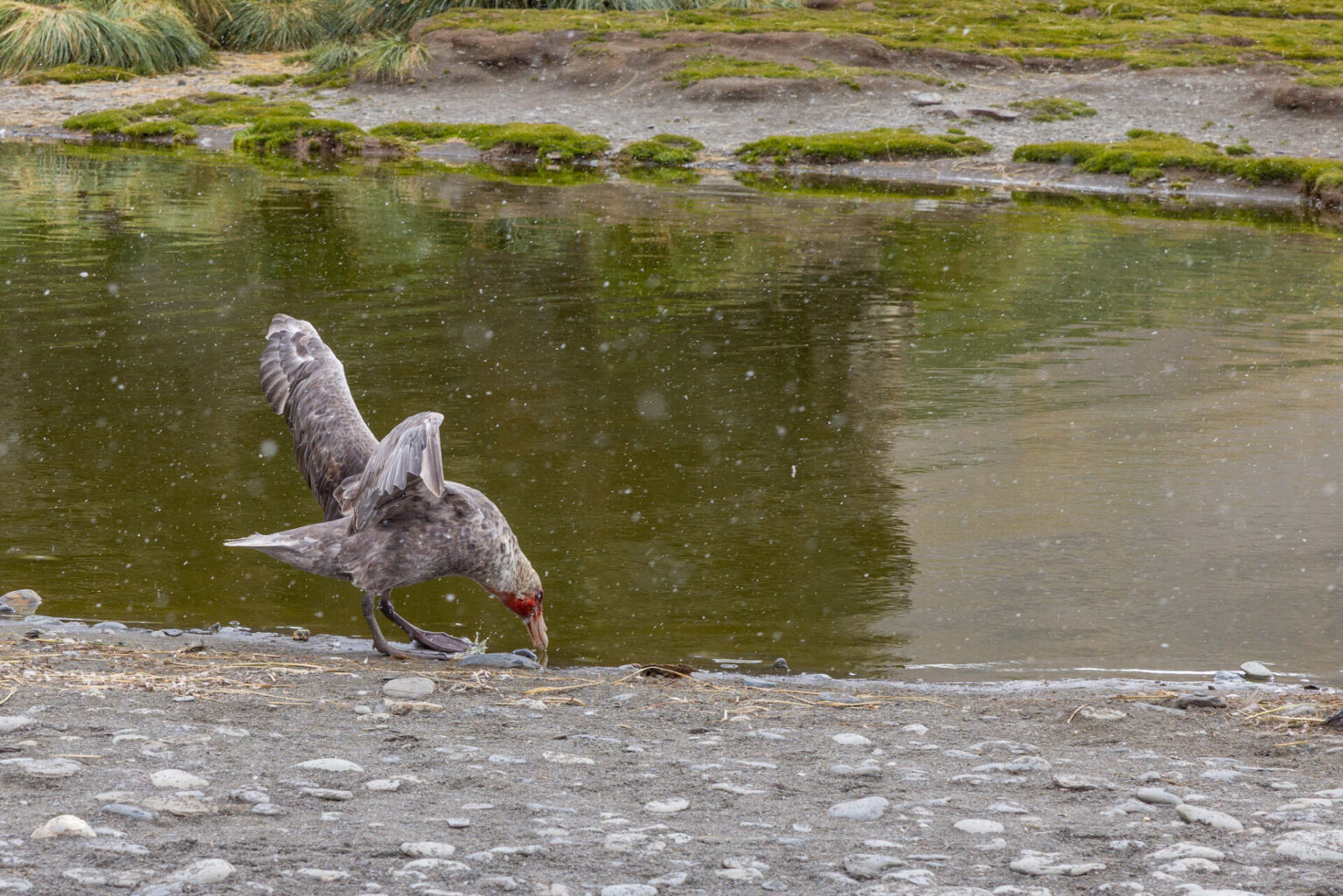 Southern Giant Petrel at Fortuna Bay