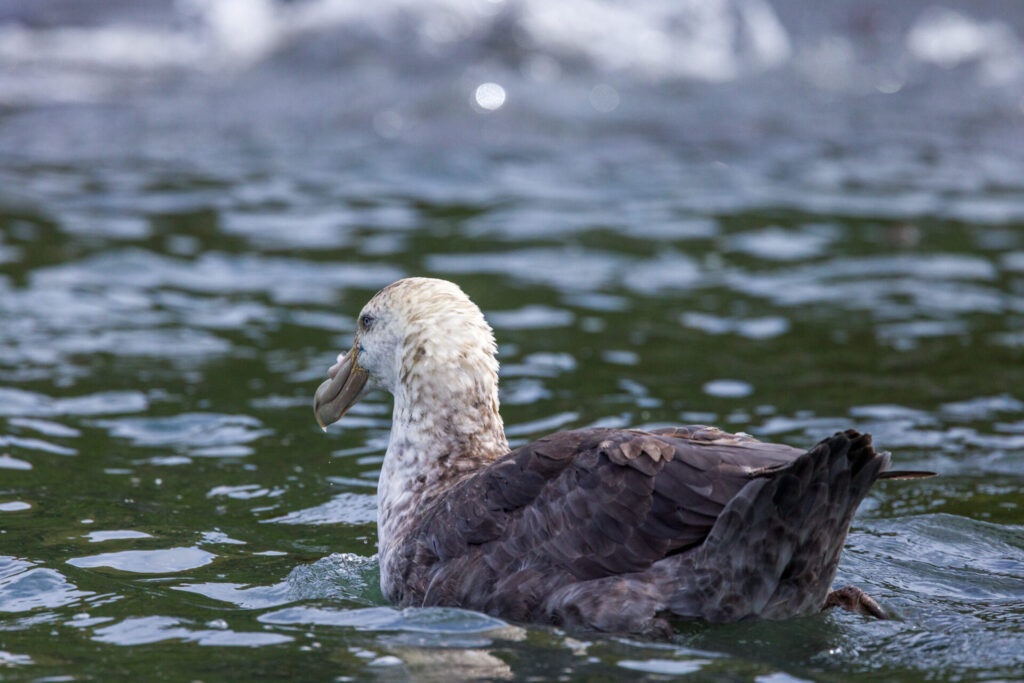 Southern Giant Petrel at Gold Harbour #1