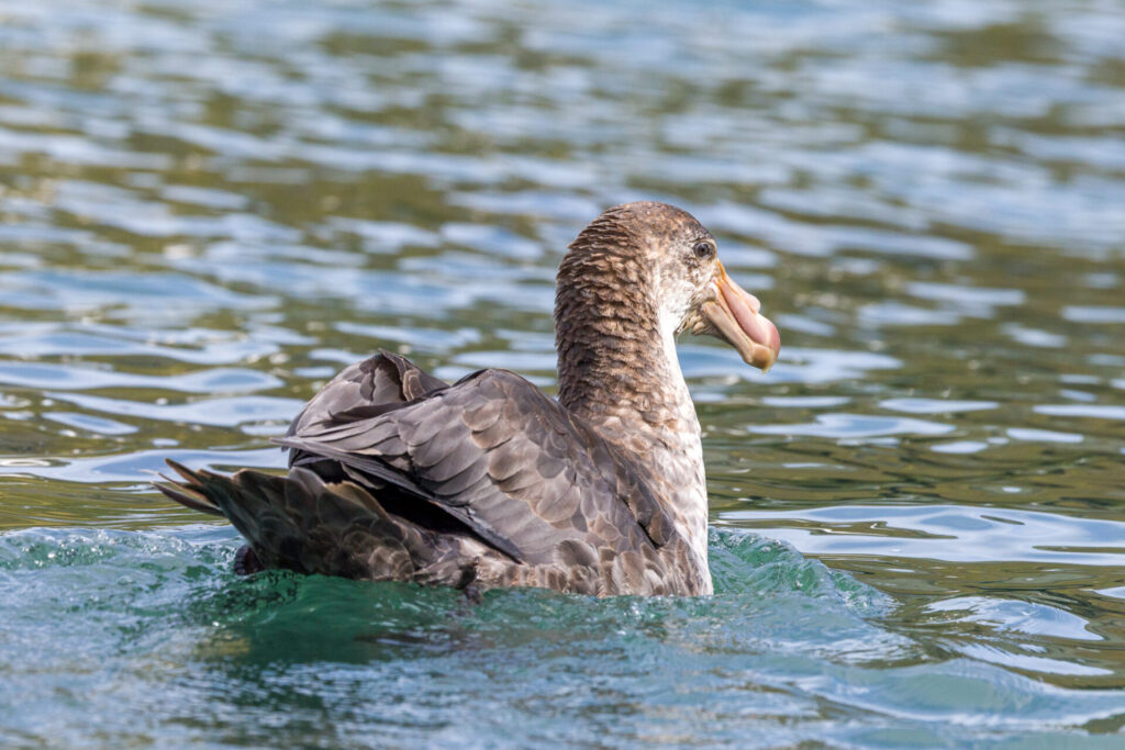 Southern Giant Petrel at Gold Harbour #2