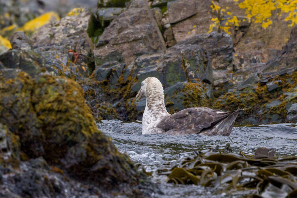 Southern Giant Petrel at Hercules Bay #2
