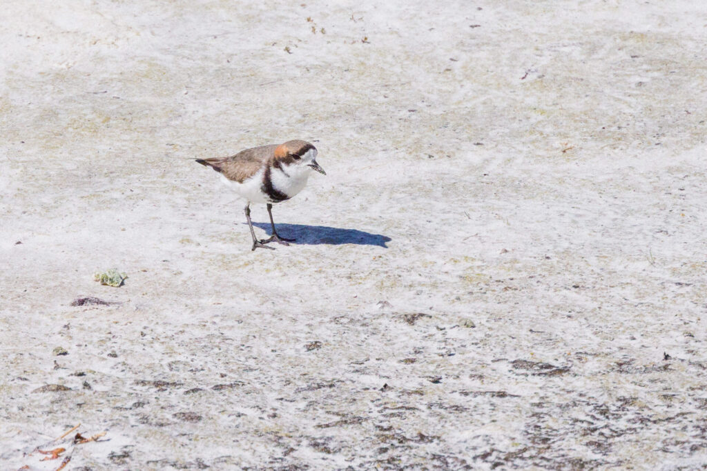 Two-banded Plover
