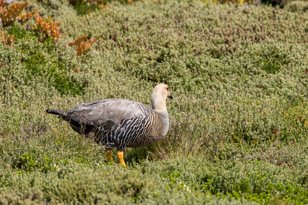 Upland Goose Female