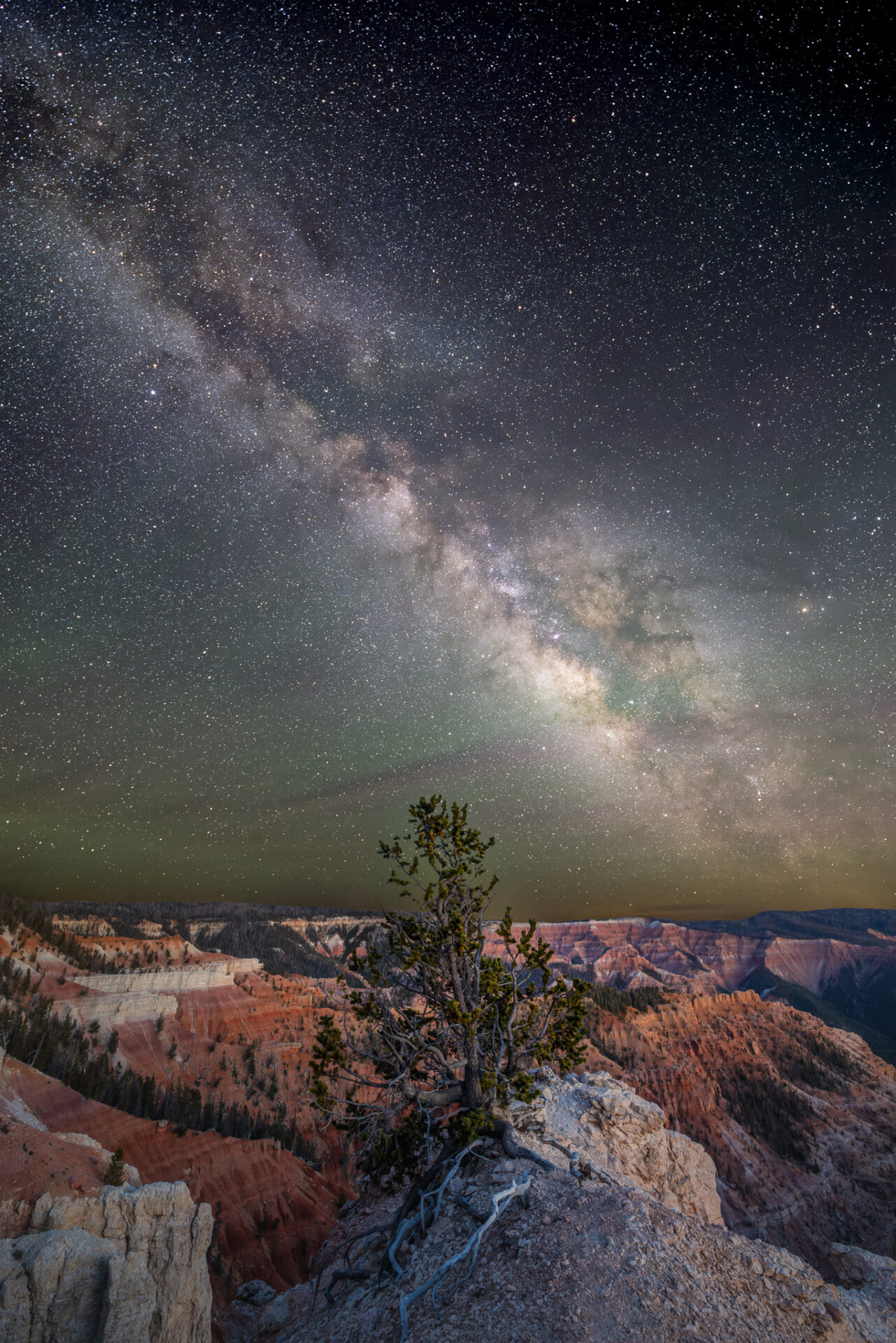 Night photo of the Milky Way over a Bristlecone Pine tree at Cedar Breaks National Monument.